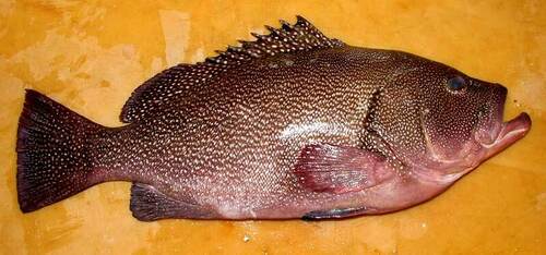 Gevlekte tandbaars (Epinephelus drummondhayi) — Serranidae