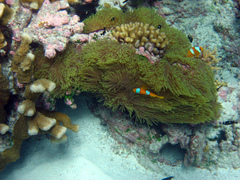 Amphiprion