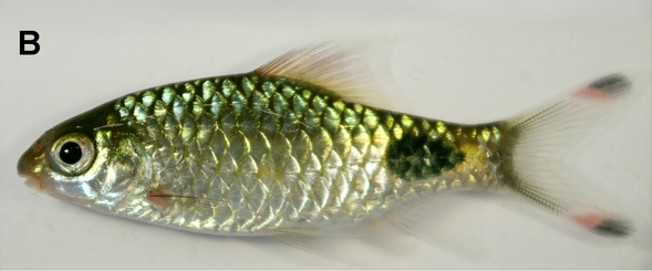 Barbu Mascara (Dawkinsia assimilis)