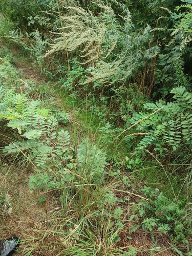 Thinopyrum elongatum, photograph 6