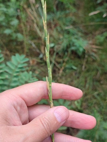 Image of Thinopyrum elongatum by (c) Igor Balashov, some rights reserved (CC BY)