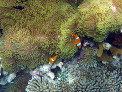 Amphiprion