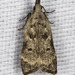 Kimball's Dichomeris Moth - Photo (c) Steve Nanz, some rights reserved (CC BY-NC), uploaded by Steve Nanz