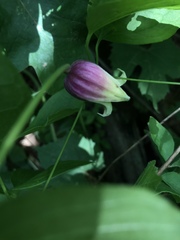 Clematis versicolor