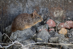 Sigmodon fulviventer