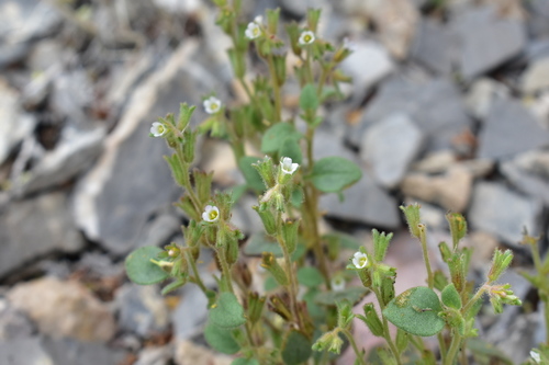 hoary phacelia (Phacelia incana)