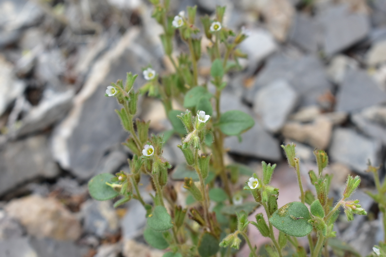 Phacelia incana