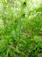 Peucedanum morisonii