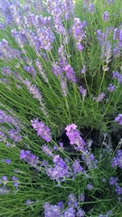 Lavandula angustifolia