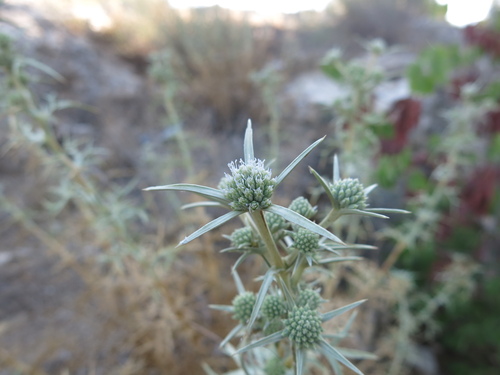 Image of Eryngium glomeratum by (c) Nachman bones, some rights reserved (CC BY)