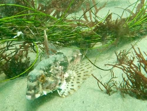 Lavender sculpin (Leiocottus hirundo) — Cottidae — 3