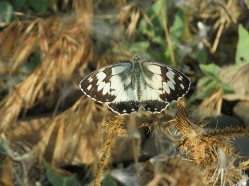 Melanargia teneates