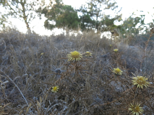 Image of Carlina curetum by (c) Nachman bones, some rights reserved (CC BY)