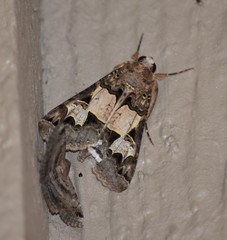 Melipotis agrotoides