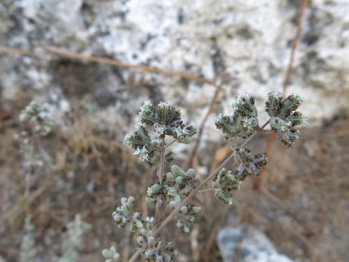 Biblical-hyssop (Origanum syriacum)
