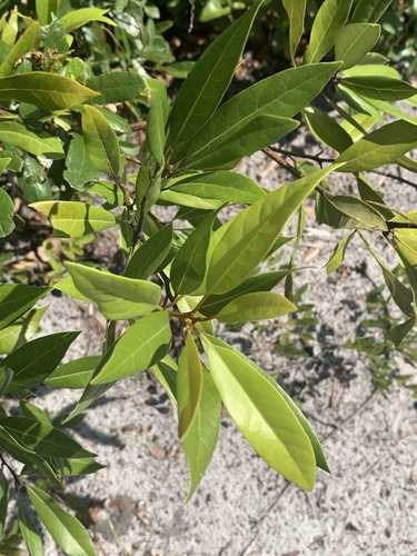 Image of Tamala humilis by no rights reserved