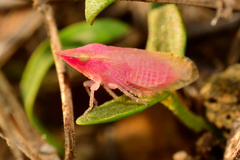 Xerophloea
