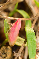 Xerophloea