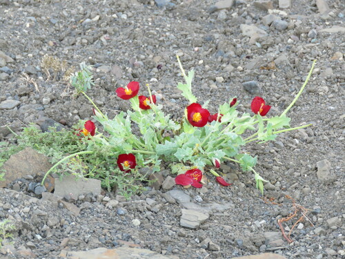 Glaucium oxylobum (Glaucium oxylobum)
