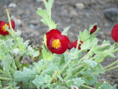 Sharp-lobed Horned Poppy (Glaucium oxylobum)