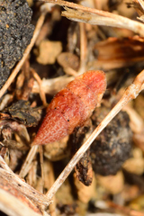 Xerophloea