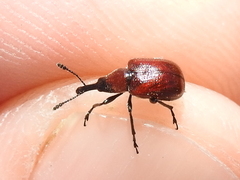 Merhynchites wickhami