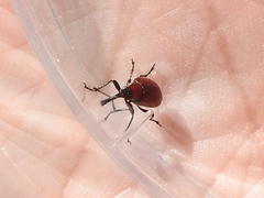 Merhynchites wickhami