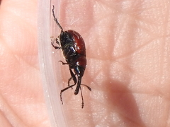 Merhynchites wickhami