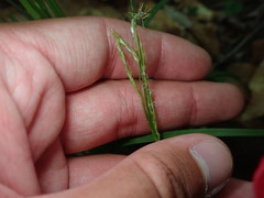 Carex arctata