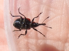 Merhynchites wickhami