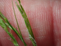 Carex arctata