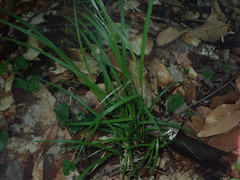 Carex arctata
