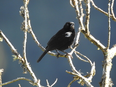 Diglossa lafresnayii