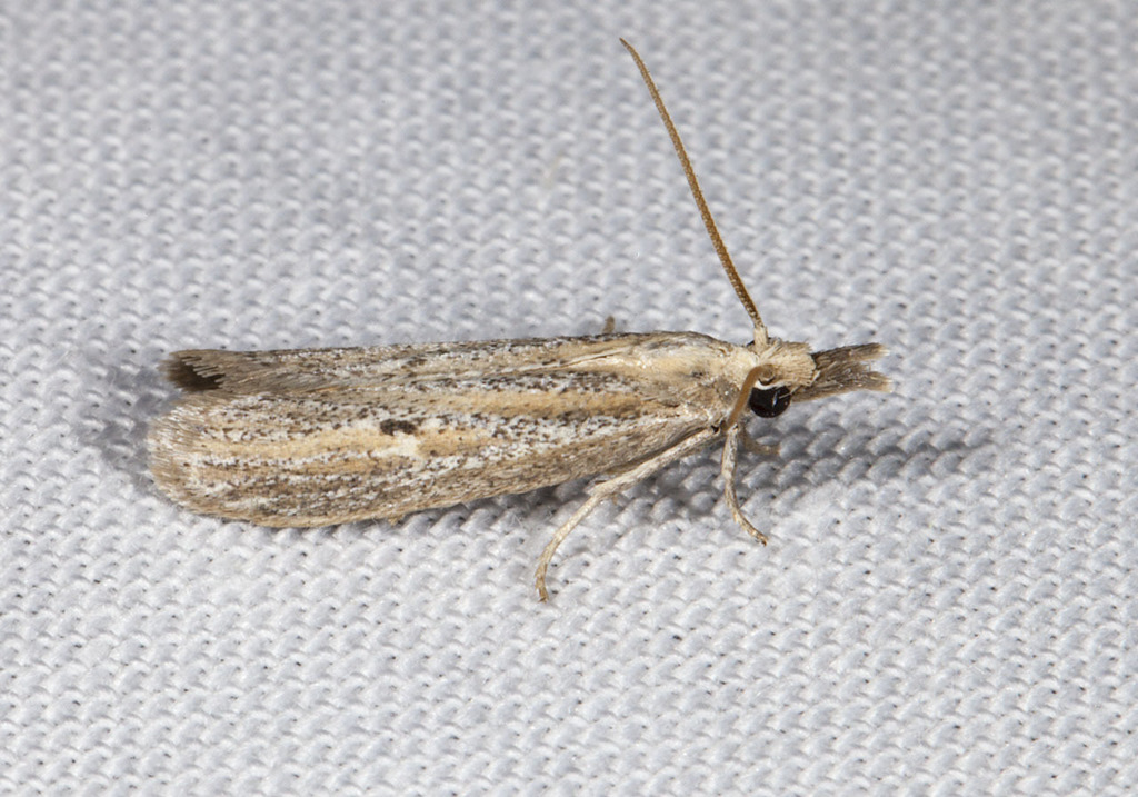 Coenochroa