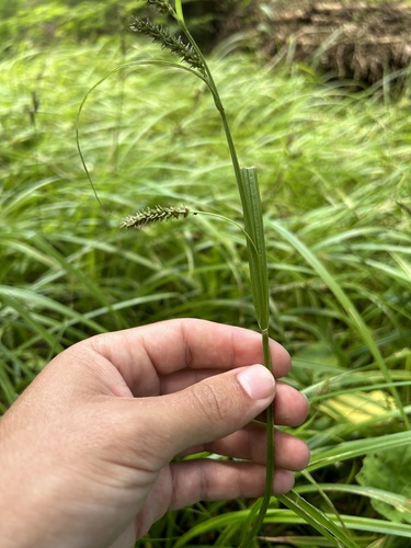 Image of Carex scabrata by (c) Henrique Pacheco, some rights reserved (CC BY)