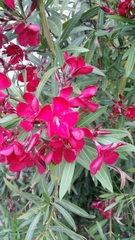 Nerium oleander