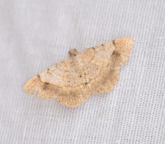 Frederickia prolificata