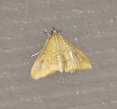 Loxomorpha flavidissimalis