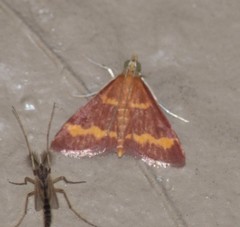 Pyrausta pseuderosnealis