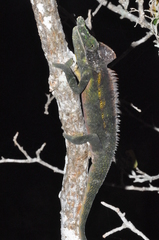 Furcifer antimena