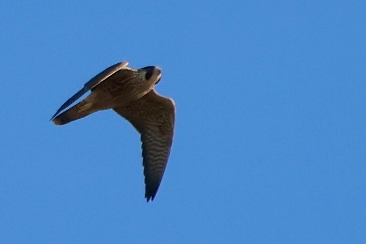 매 from Griffith Park, Los Angeles, CA, US on 2024년 08월 10일 (토) at 07:59 오전 by M.R. Perry · iNaturalist 매 (Falco... 
