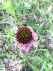 Echinacea simulata