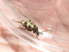 Judolia instabilis