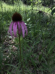 Echinacea simulata