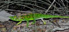 Furcifer antimena