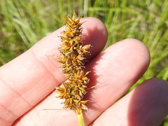 Carex densa