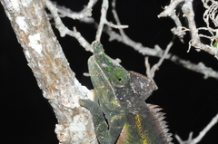 Furcifer antimena