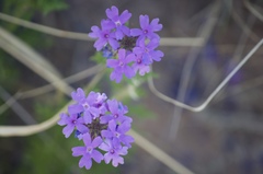 Glandularia wrightii