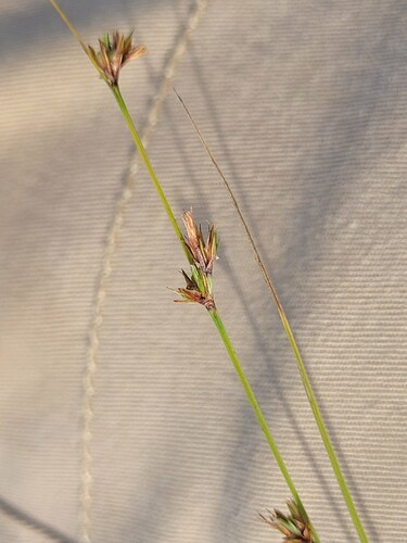 Fly Nutrush (Scleria tenella)