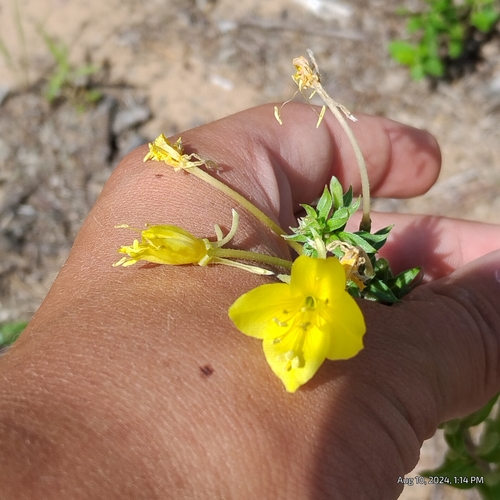 Image of Oenothera clelandii by (c) Bryce, some rights reserved (CC BY)